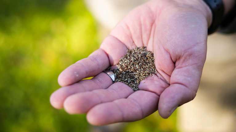 Avoin käsi pitelee kasassa siemeniä ulkona vihreällä taustalla.