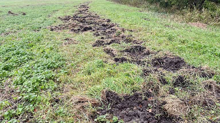 Multaista ja myllättyä peltomaata villisikojen jäljiltä.