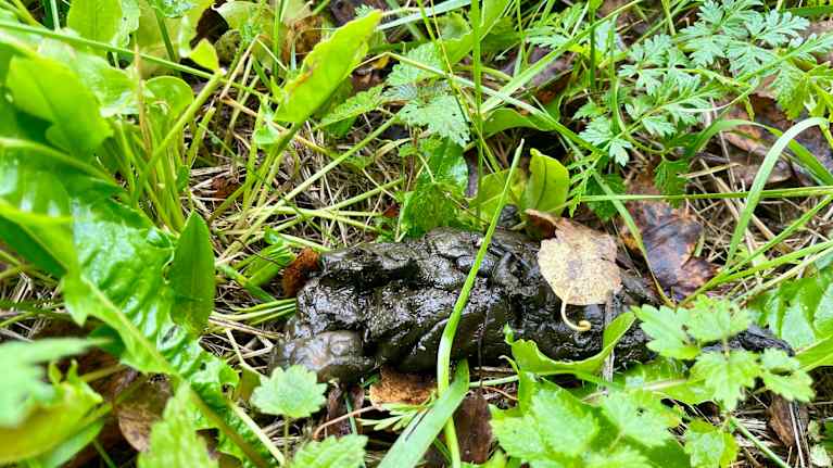 Villisian ulostepökäle vihreiden voikukan lehtien ja ruohon seassa maassa. Pökäle muistuttaa hiukan ison koiran ulostetta. 