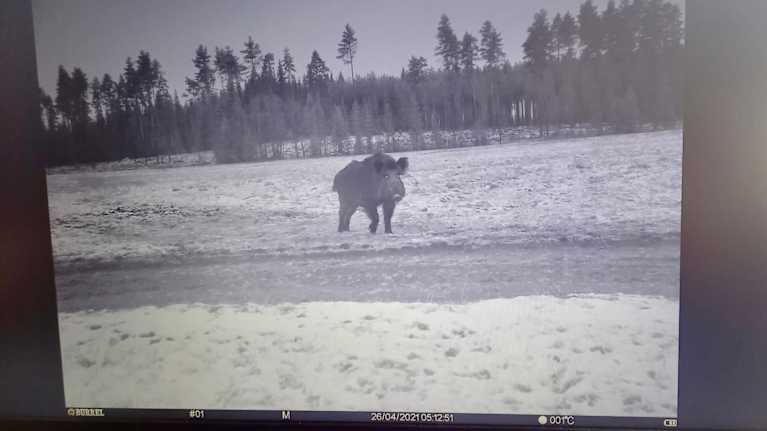 Riistakamerakuvassa näkyy iso, harmaa villisika lumihangella. 