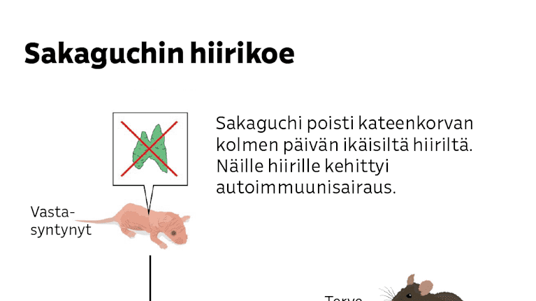 Piirros esittää hiirikokeen, jossa vastasynteyneiltä hiiriltä poistettiin kateenkorva ja ne saivat näin autoimmuunisairauden. Terveiltä luovuttajilta kerättyjä kehittyneitä t-soluja ruiskutettiin osaan hiiristä ja niistä tuli terveitä.