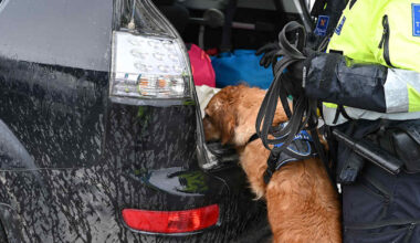 Tullin ruokakoira Aino löysi 400 kiloa kiellettyjä lihatuotteita Helsingin satamissa | Uutisia lyhyesti