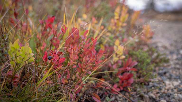 Punertunut mustikka.