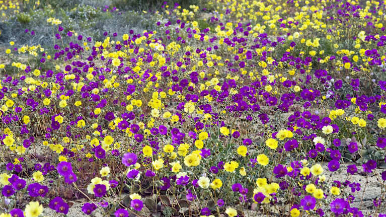 Maasta kasvaa valtavasti pienikokoisia kukkia.