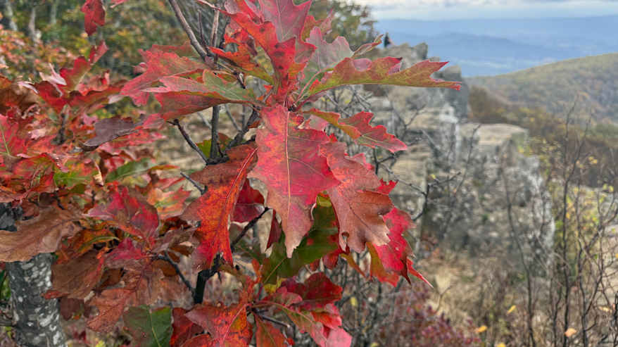 Punaiset ja oranssit lehdet koristavat syksyistä maisemaa Appalakkien vuoristossa.