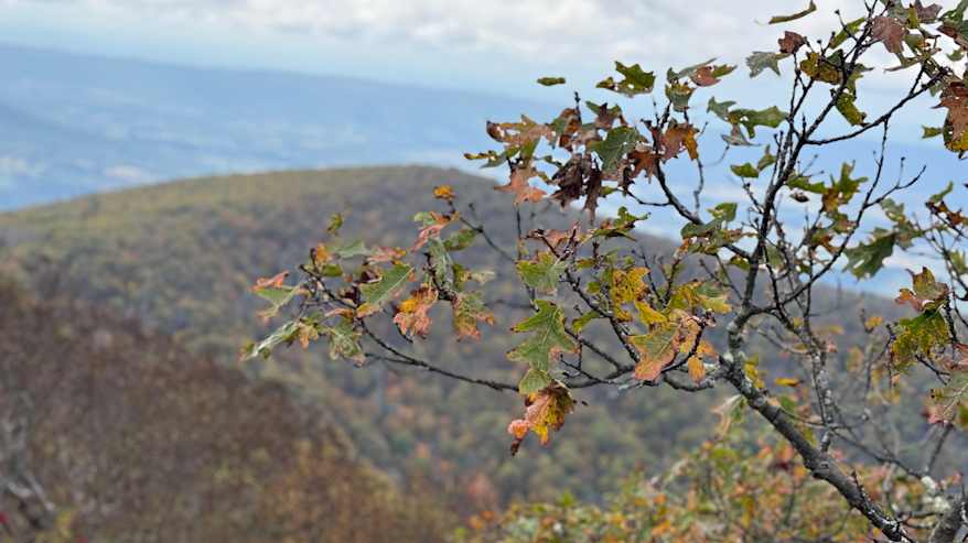 Kellertyvät lehdet puussa.