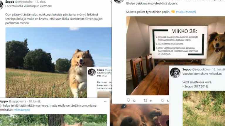 Kuvakollaasi Seppo-koiran somepäivityksistä