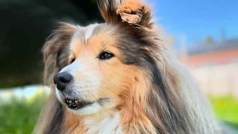 Koira makaa nurmikolla.