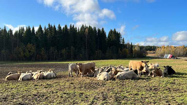 Karanneita hiehoja pellolla, taustalla kaatunut eläinkuljetusauto.