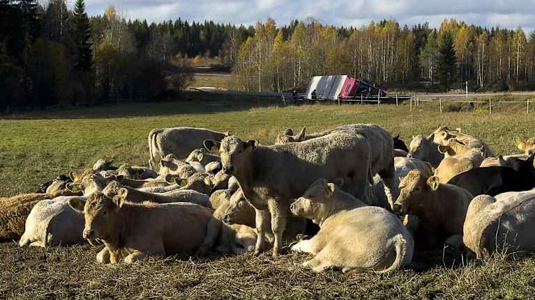 Kaatuneesta rekasta pelastetut hiehot niityllä.