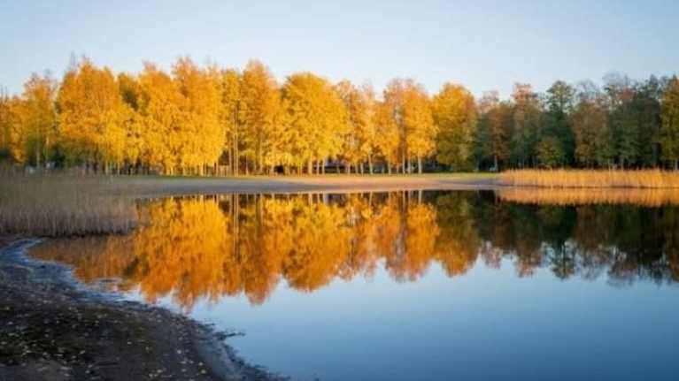 Tyyni järvi ja hiekkaranta, rannalla keltalehtisiä koivuja syysruskan väreissä.
