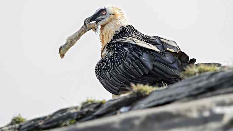 Partakorppikotka pitelee nokassaan lampaanjalkaa.