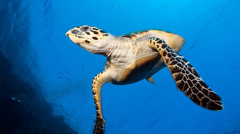 Kilpikonna sukeltaa merivedessä.