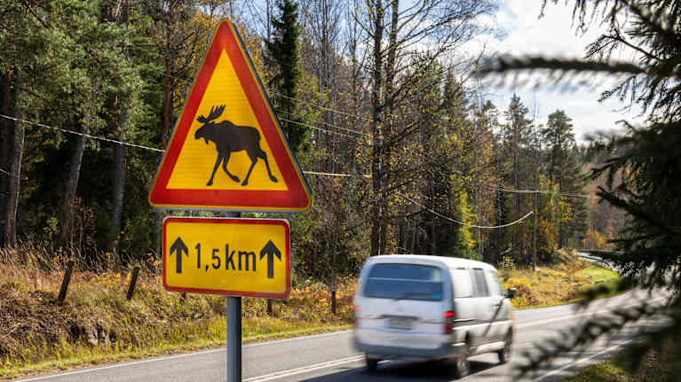 Liikennemerkki: Hirvivaara seuraavan 1,5 km matkalla.