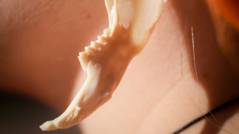 Pakanafestarit 11.10.2025.