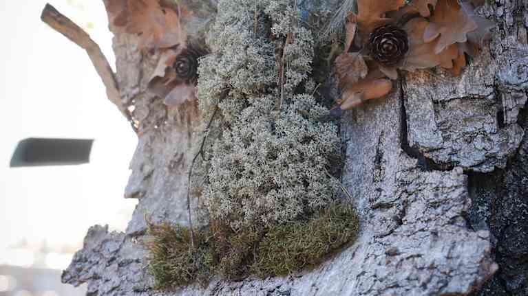 Pakanafestarit 11.10.2025.