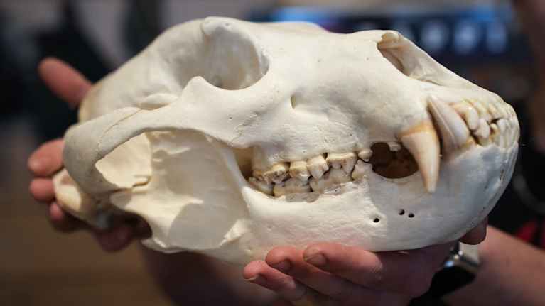 Pakanafestarit 11.10.2025.