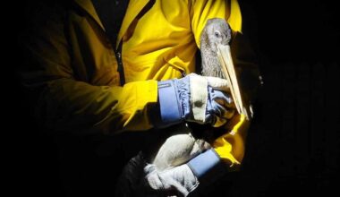 Heikoissa voimissa ollut mustahaikara Harald kuljetettiin onnellisesti Oulusta Espanjan Aurinko­rannikolle | Kotimaa