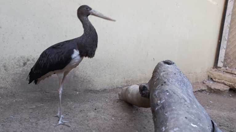Harald-haikara eläintarhassa Jerez de la Fronterassa Espanjassa.