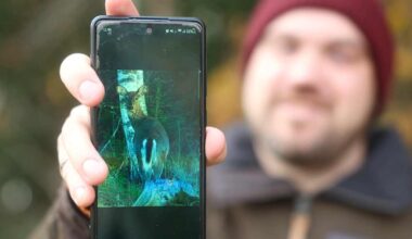 Peurojen pyyntiluvat vähenivät Varsinais-Suomessa, jotta susille riittää saalistettavaa | Varsinais-Suomi