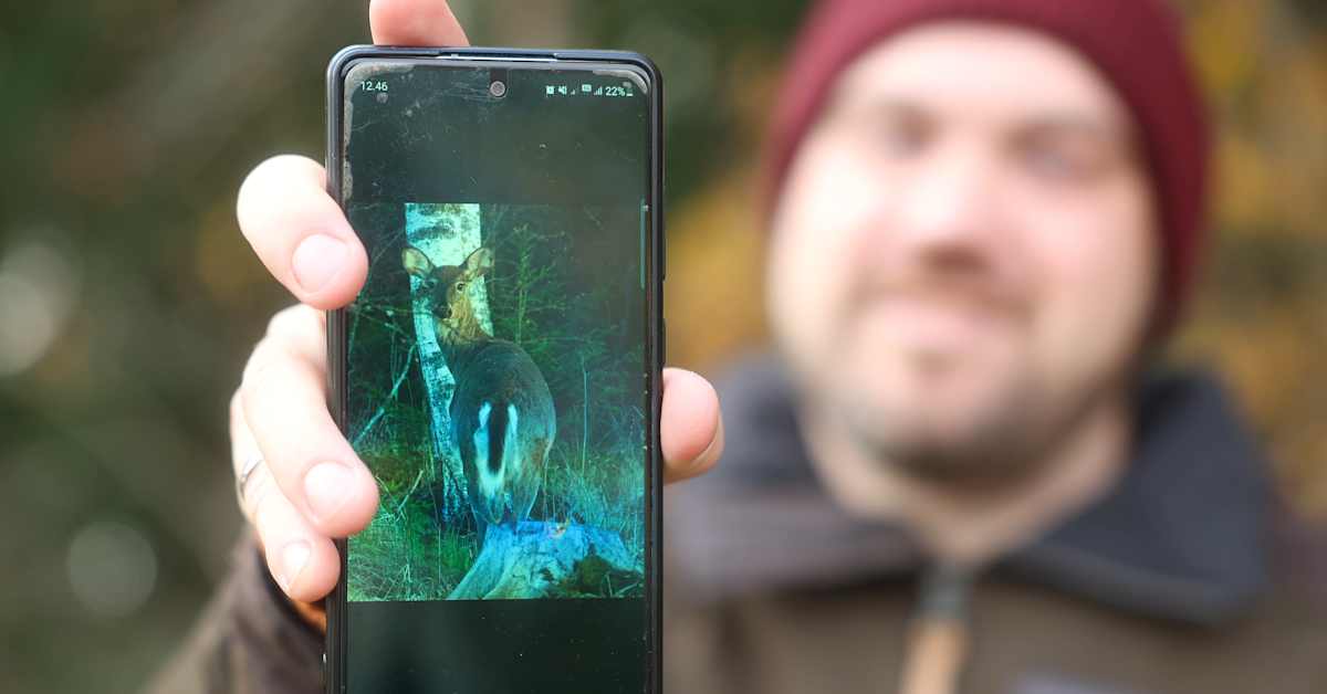 Peurojen pyyntiluvat vähenivät Varsinais-Suomessa, jotta susille riittää saalistettavaa | Varsinais-Suomi