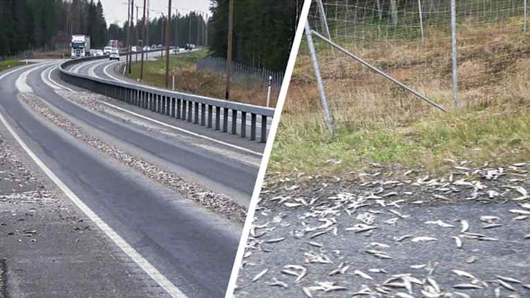 Pieniä kaloja lojuu maantiellä.