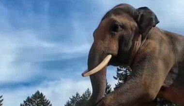 Nämä elefantit aloittivat Halloween-juhlinnan jo nyt – murskaamalla massiivisia kurpitsoja | Uutisia lyhyesti