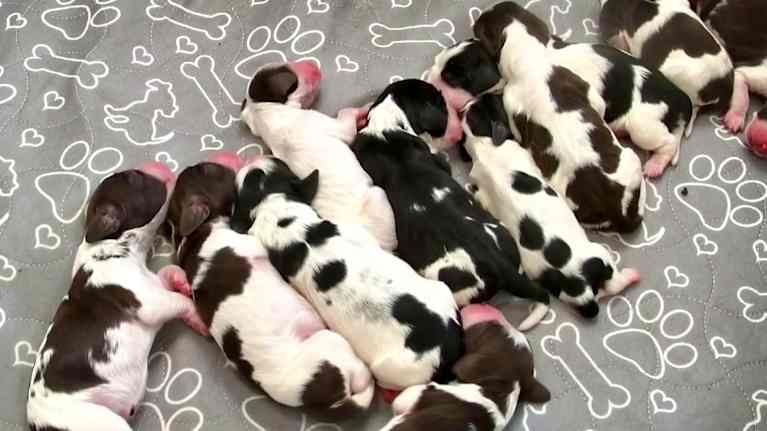 Vastasyntyneitä koiranpentuja nukkumassa lähekkäin sydän- ja tassukuvioisella alustalla. Pennut ovat osittain mustavalkoisia, osa on ruskeavalkoisia.