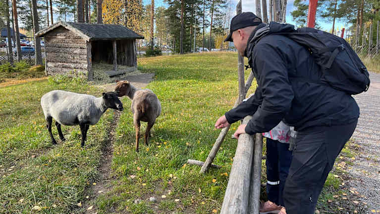 Eläinpuiston kävijät houkuttelevat lampaita "juttusilleen" Ähtärin eläinpuiston kotieläinfarmilla.