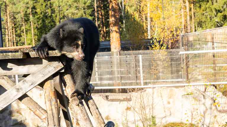 Ähtärin eläinpuiston uusin asukas, silmälasikarhu.