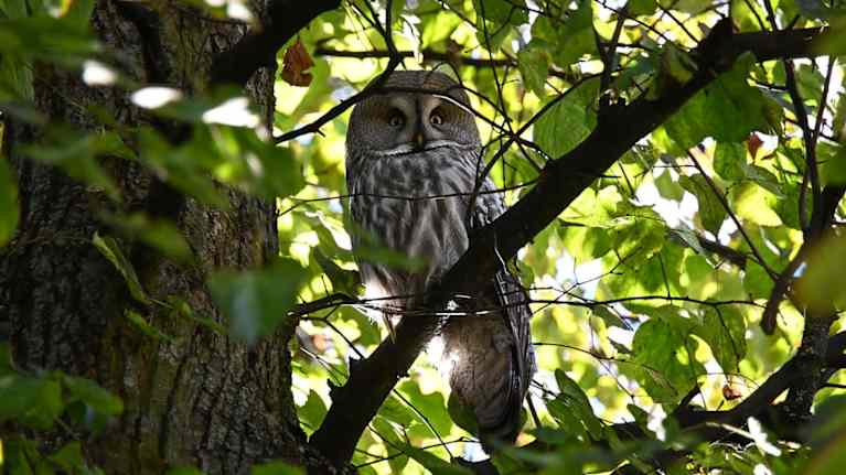 Kuvassa Esplanadilla Helsingissä 18.10.2025 havaittu lapinpöllö.