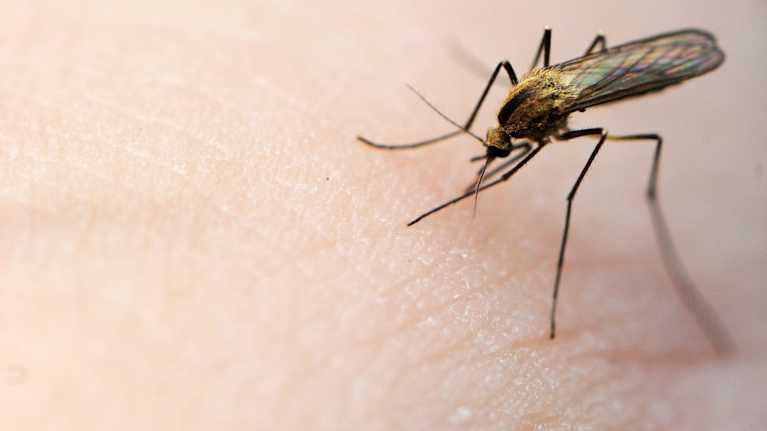 Hyttynen ihmisen iholla.