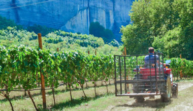 Kreikassa pidätettiin maataloustukihuijauksista epäiltyjä | Uutisia lyhyesti