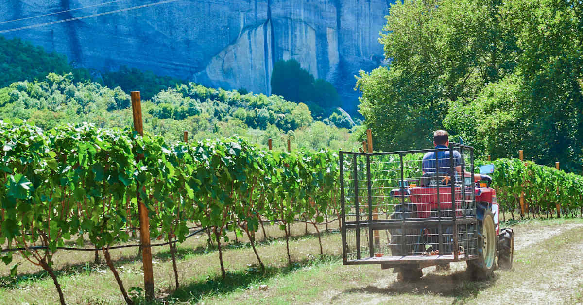 Kreikassa pidätettiin maataloustukihuijauksista epäiltyjä | Uutisia lyhyesti