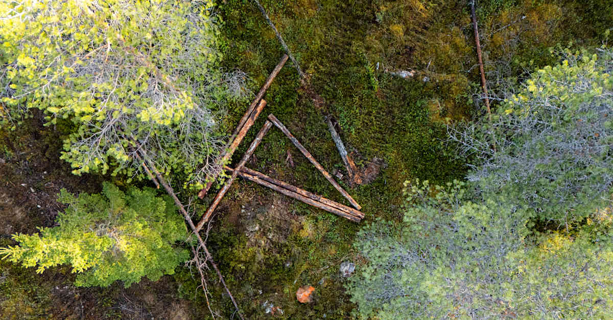 Hossassa on meneillään harvinainen projekti: kansallis­puistoon levitetään puuta raakkutuho­alueelta | Kotimaa