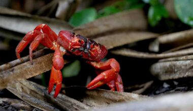 Video: Ravut valtaavat autoteitä Joulusaarella | Uutisia lyhyesti