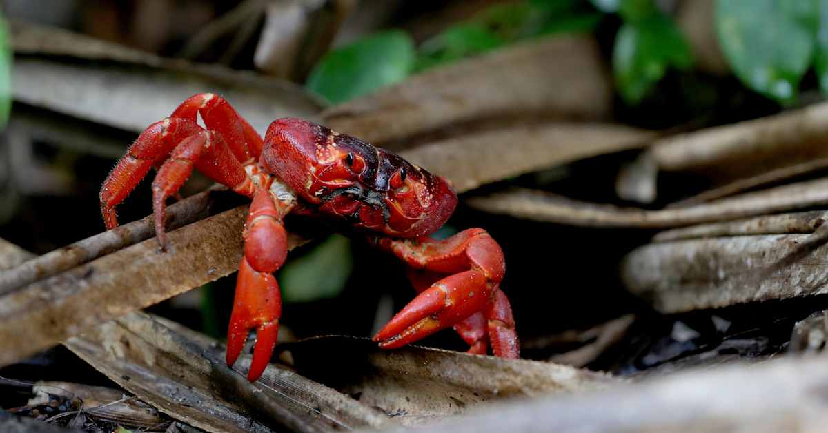Video: Ravut valtaavat autoteitä Joulusaarella | Uutisia lyhyesti