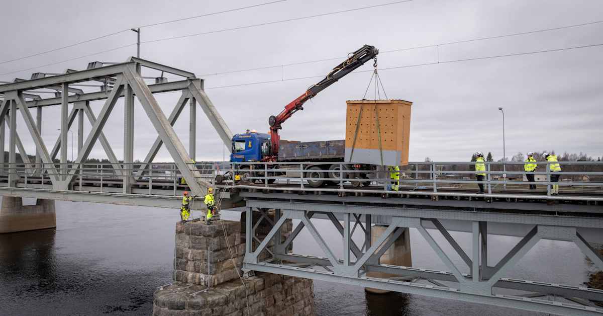Uhanalaiset linnut häädetään Rovaniemellä sillan alta omaan huoneistohotelliin – ”Pirun hyvä paikka”, sanoo nikkaroija | Kotimaa