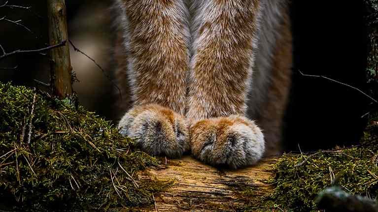 Ilveksen tassut sammaloituneen puunrungon päällä vierekkäin.