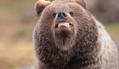 Suomalaisotoksia pääsi taas kisaamaan vuoden hauskimmasta luontokuvasta - Yle