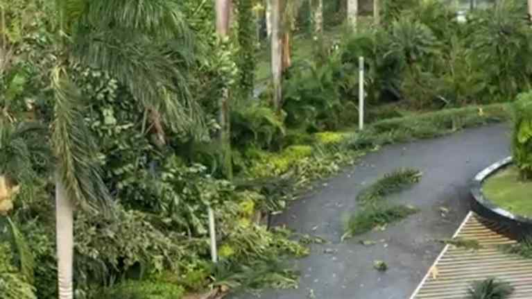 Maassa Jamaikalla näkyy Melissa-hurrikaanin myötä irti repeytyneitä palmunlehtiä.