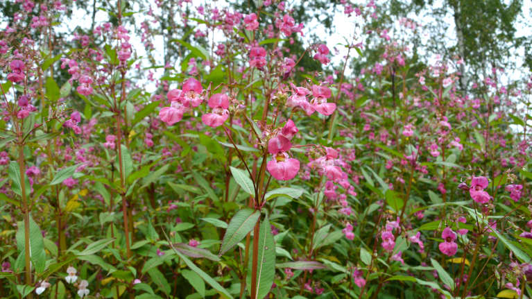 Vaaleanpunaisia jättipalsamin kukkia.