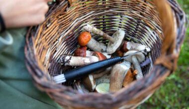 Epäiletkö syöneesi myrkyllistä sientä? Näin saat nopeasti apua | Kotimaa