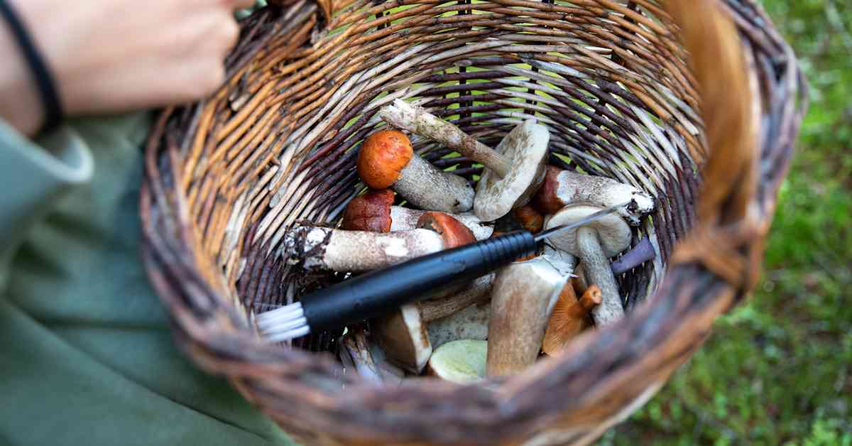 Epäiletkö syöneesi myrkyllistä sientä? Näin saat nopeasti apua | Kotimaa