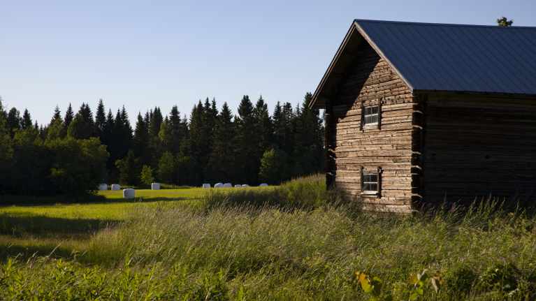 Lato Naapurinvaaran pellolla