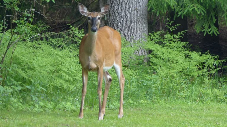 Valkohäntäpeura metsän laidalla.