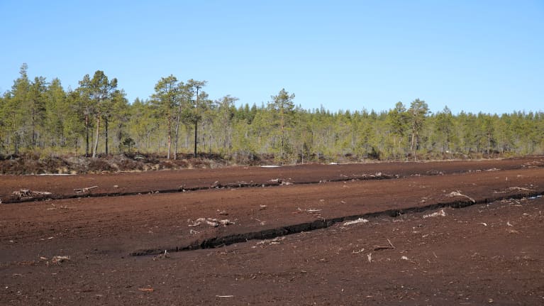 Turvetuotantoalue Jalasjärvellä. Soista metsää takana.