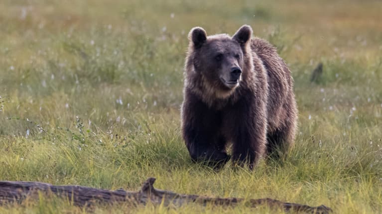 Karhu kävelee syksyisellä suolla.