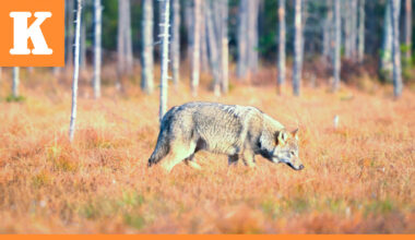 Susipari perusti reviirin aivan Oulun lähelle ja sillä voi olla jo pentujakin – "Lähtöoletus on, että näin käy"