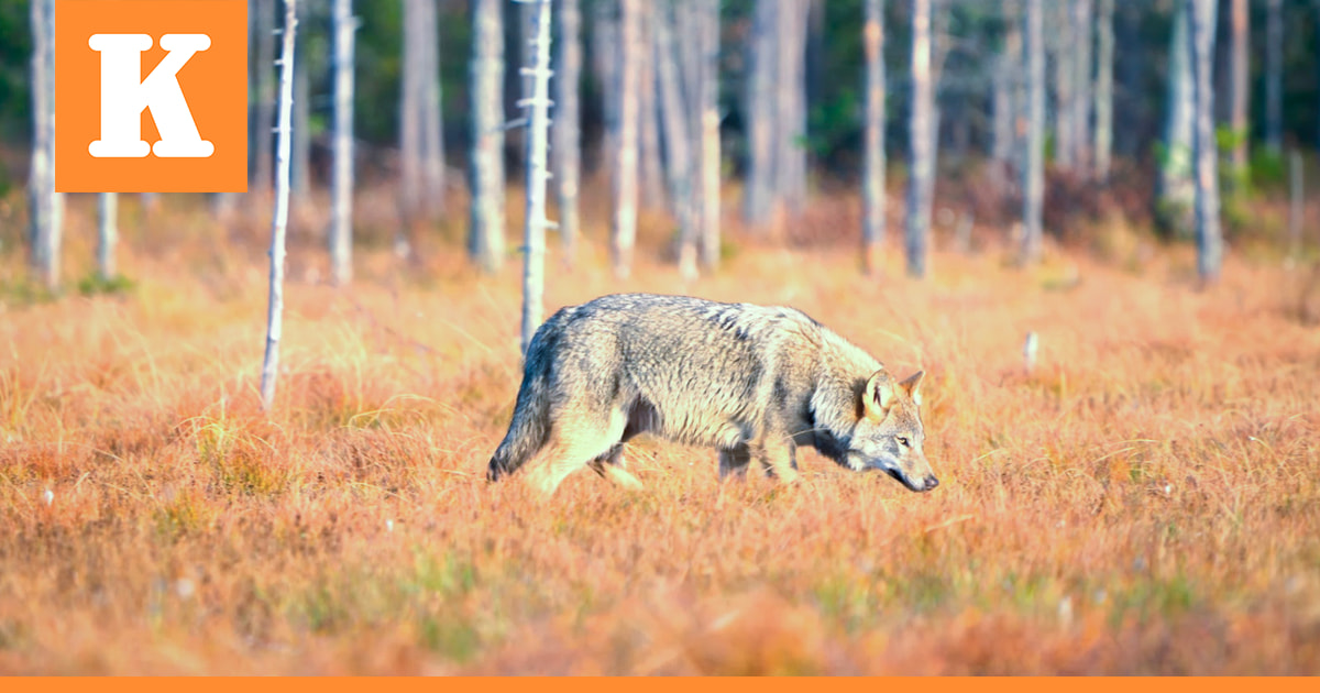 Susipari perusti reviirin aivan Oulun lähelle ja sillä voi olla jo pentujakin – "Lähtöoletus on, että näin käy"
